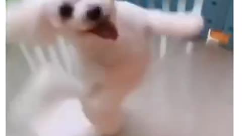 Lindo Perrito Bailarín