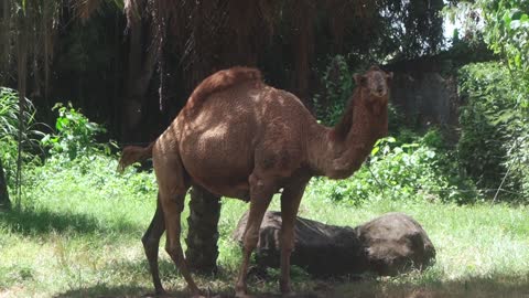 Camel mouth movement