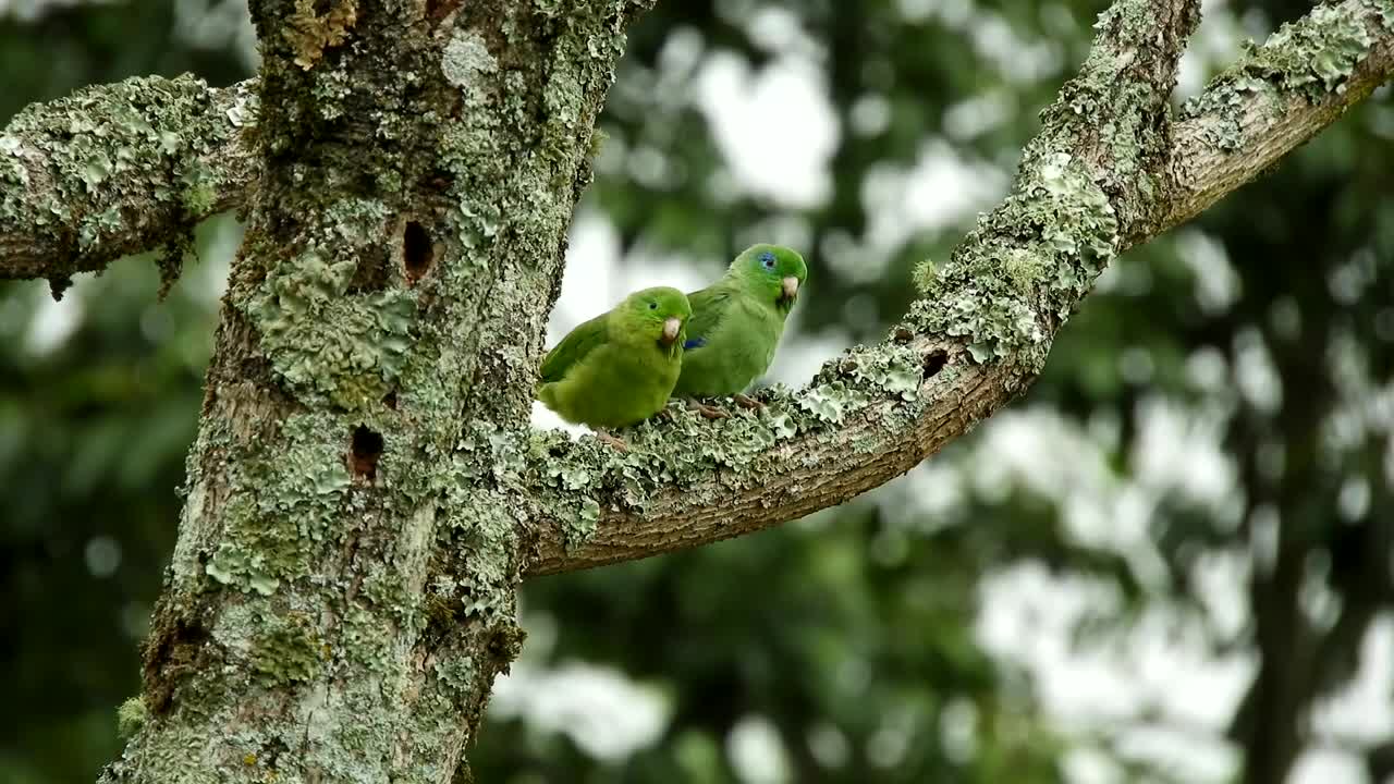 Nature lovers and birds indulge your mind