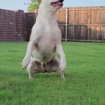 Funniest and Cutest Dog Training New #Shorts, #39