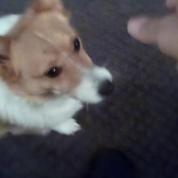 Corgi play time 2