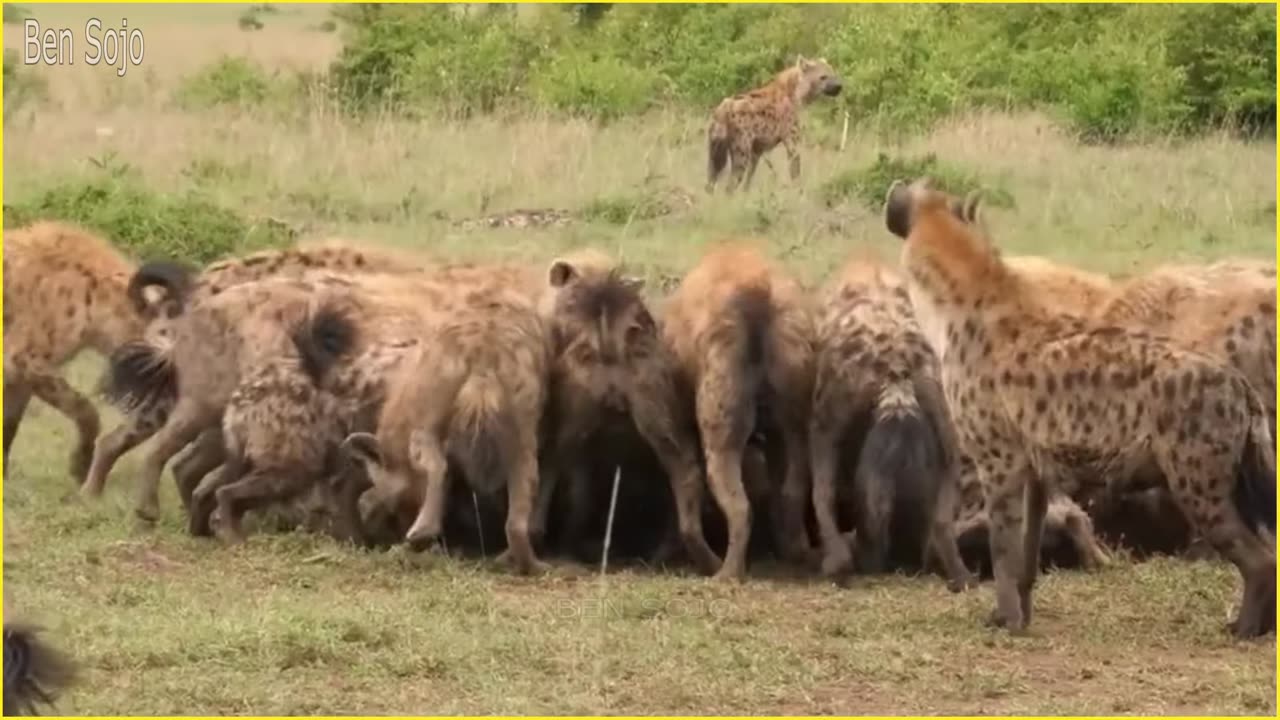 When Hyenas Messed With The Wrong Animals !