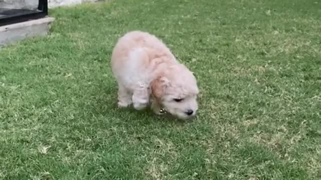 viral#poodlelover#dogs#happiness