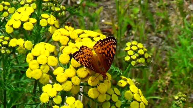 Painted Lady