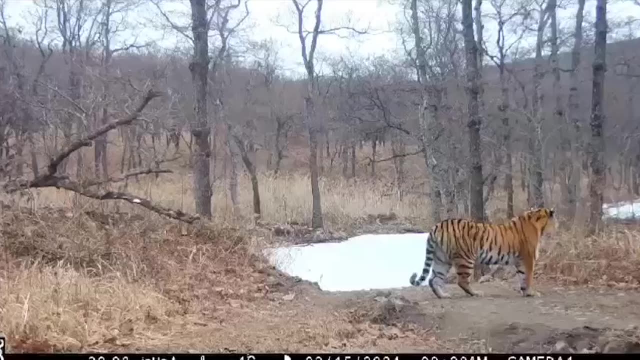 Wild Boer missed becoming dinner by a hair 😱