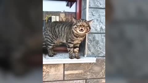 Funny cats speaking