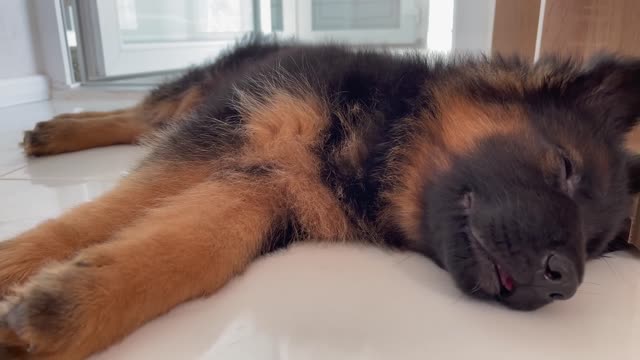 How Funny a German Shepherd Puppy Sleeps [Cuteness Overload