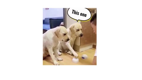 Funny dogs...Which one is it???