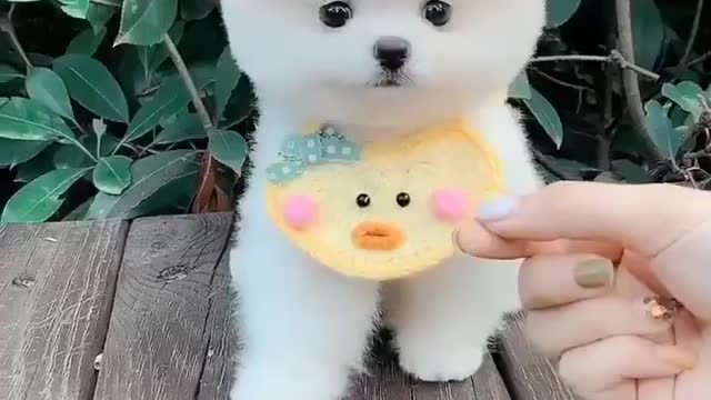 Funniest And Cutest Dog