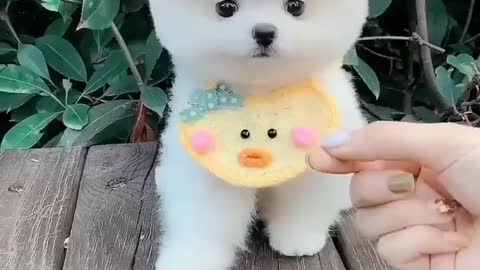 Funniest And Cutest Dog