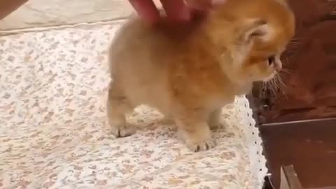 Cute baby cat playing with girl hand