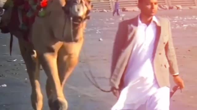 Full boy attitude with camel 🐪 must watch