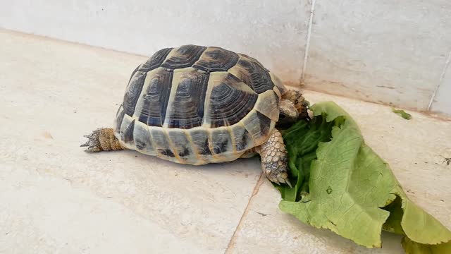 Turtles eating lettuce 🐢😑