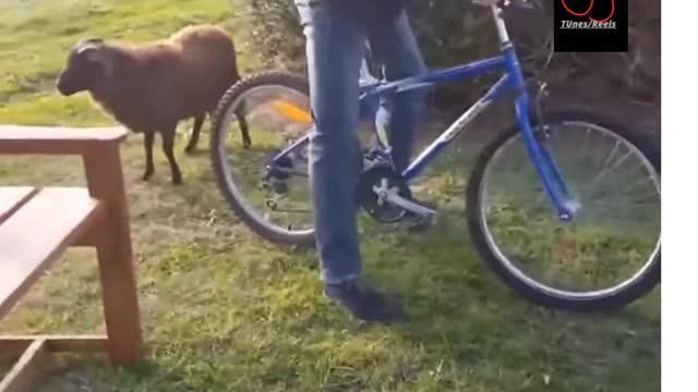 Sheep vs man mach