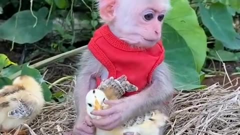 Cute monkey