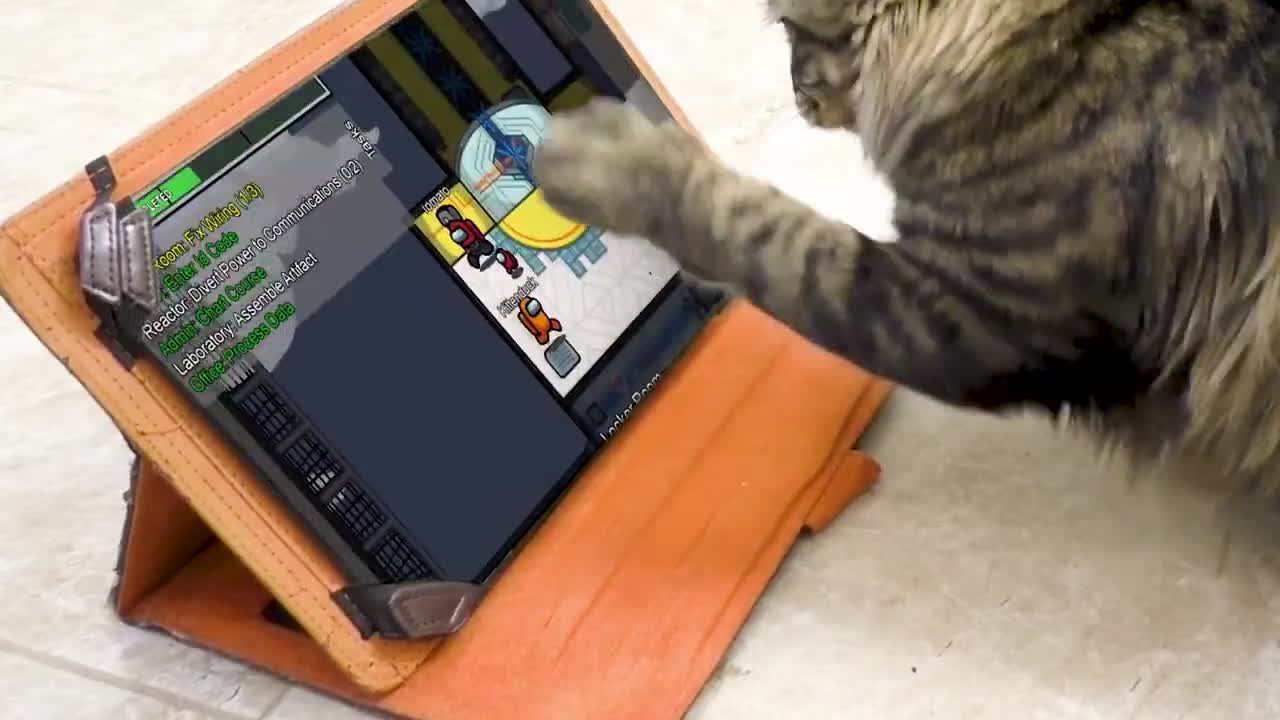 Cat Funny video - Cat is reacting to video game