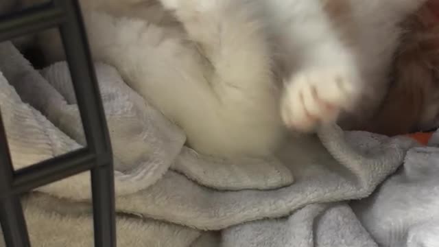 Baby cat in the cage before being treated at the hospital