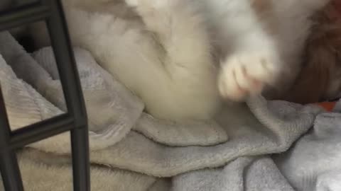 Baby cat in the cage before being treated at the hospital