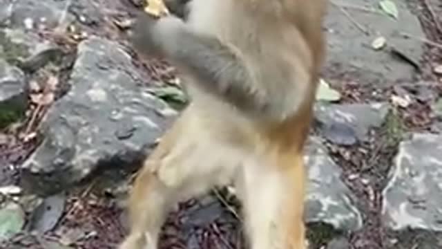 So Clever! Little Monkey Standing Like Human