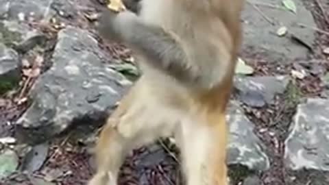 So Clever! Little Monkey Standing Like Human