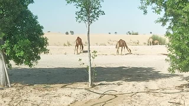 Desert camel