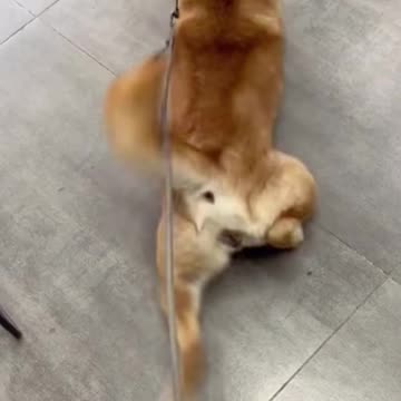 Daily Dose of Laughter! 😂 Funny Animal Videos Of The Day