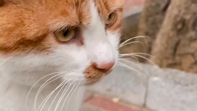 Today's happiness is the cat for you
