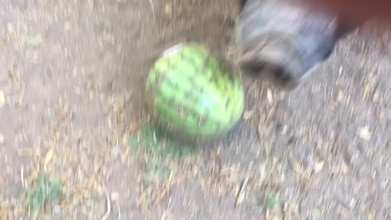 Frustrated pig can't crack open watermelon