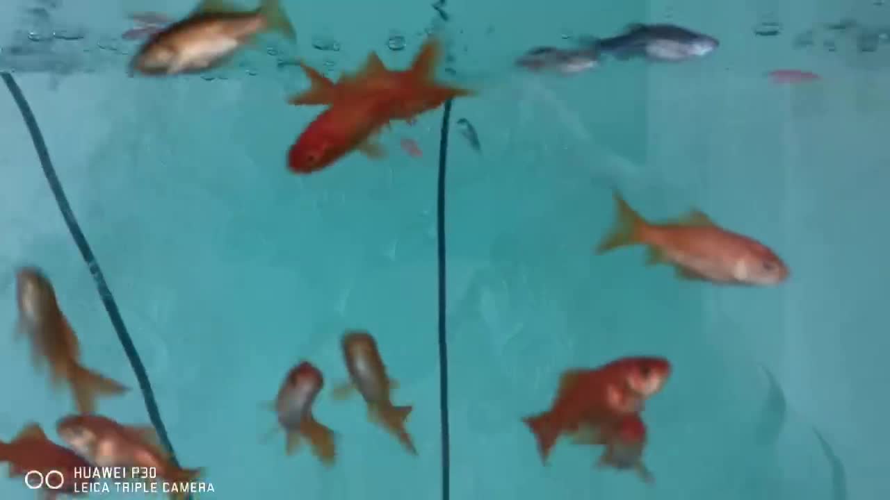 little fish play