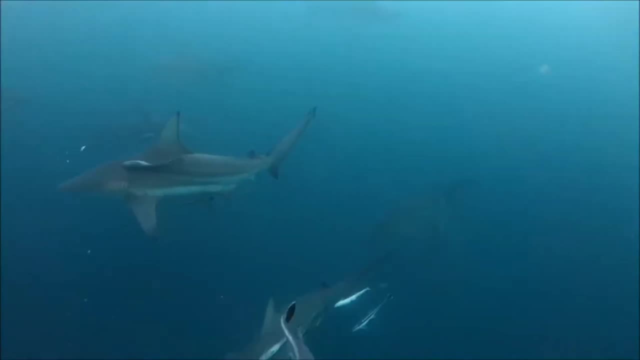 Baited shark dive Aliwal Shoal