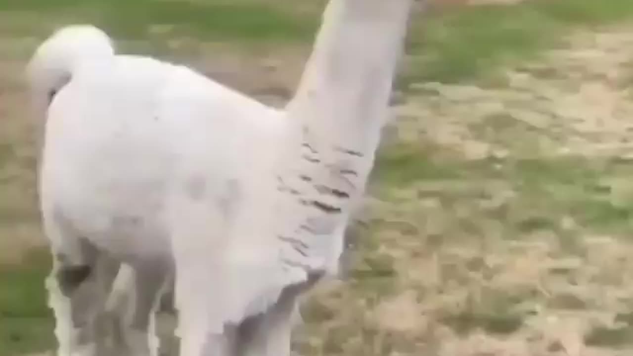 Hilarious Encounter: Lama Playfully Surprises Human!