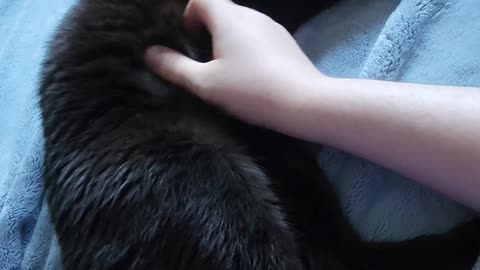 Just absolutely loving the belly rubs