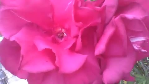 Beautiful white, red and pink oleander flowers, are very beautiful! [Nature & Animals]