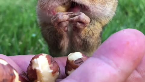 This chipmunk can fit more into his mouth than you