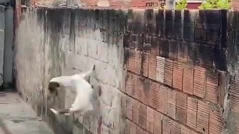 OMG-So Sweet Dog videoo