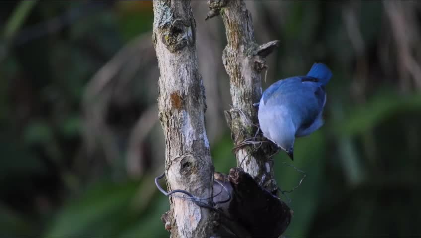 Birds of the world 4k | beautiful birds of the world | wildlife nature