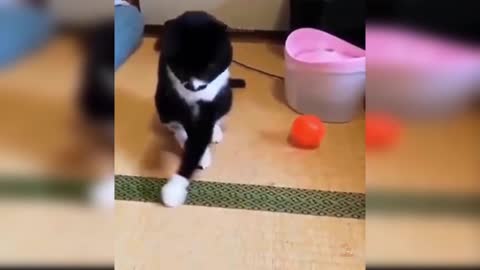 Funny cat videos 🐈😺😺