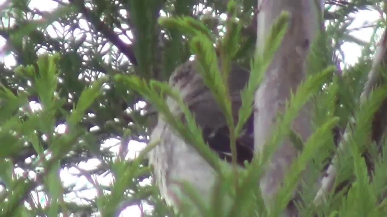 Beautiful Bird Sounds And Chirping