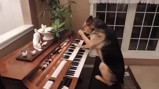 Amazing dogs can play piano you can't believe