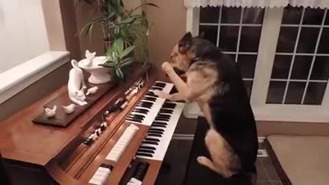 Amazing dogs can play piano you can't believe