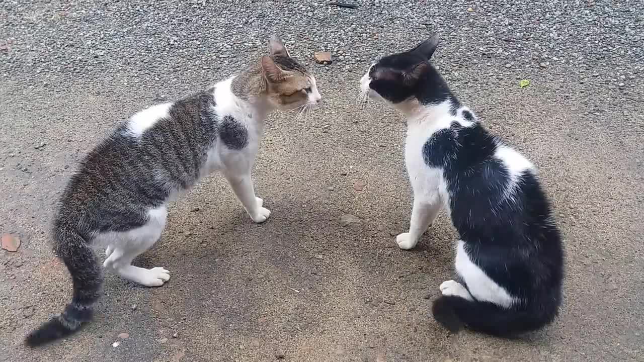 Cat sounds