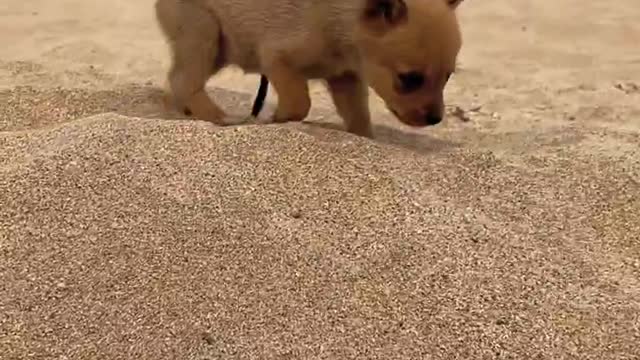 The dog dragged the parrot around like two brothers