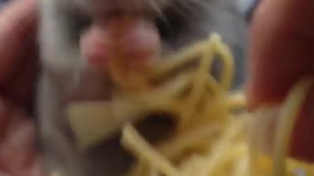 Baby eating spaghetti