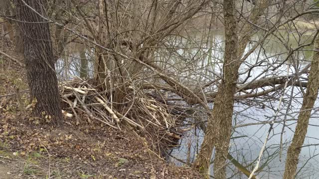 Beaver Lodge