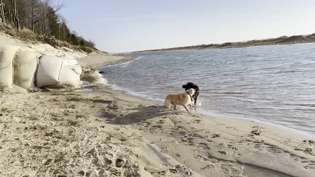 Service Dog: Mix of Clips, Service Dog in Training's FIRST swim in Lake Michigan & Other Fun Stuff!