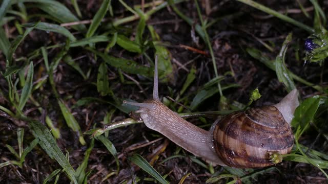 snail in grass