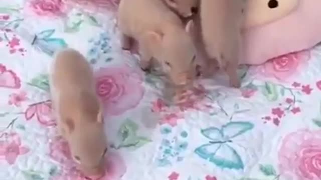 Six piglets