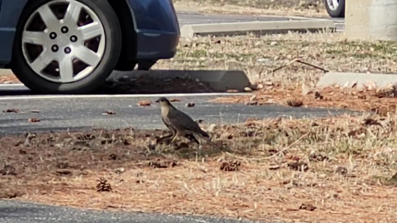 A Bird of Prey Eating Another Bird