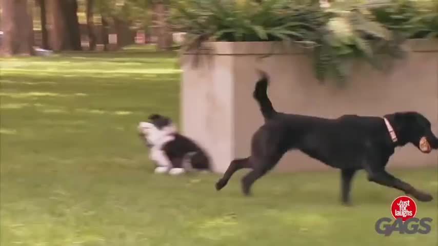 When dogs get pranked