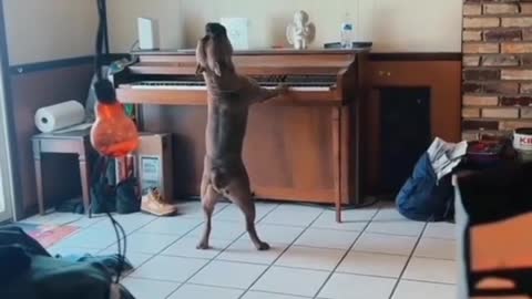 Dog try to climb on table😂😂😂😂😂😂😂❣️❤️